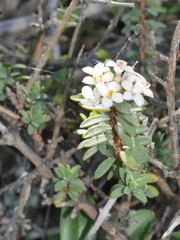 Pimelea prostrata seismica