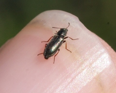 Eschatocrepis constrictus