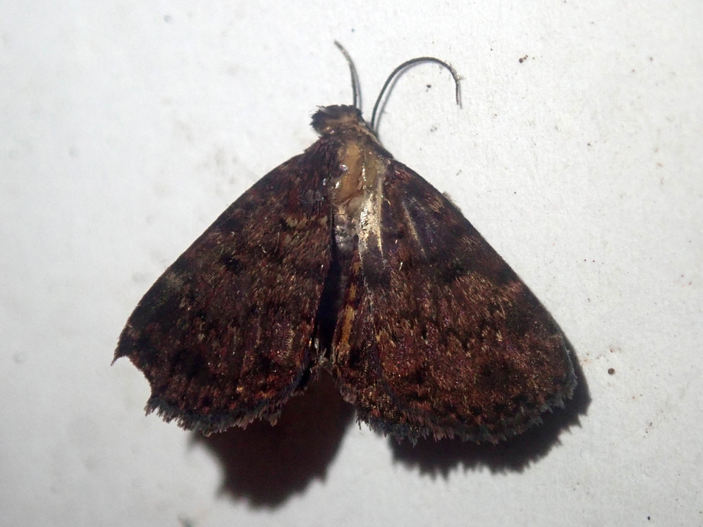 Diomea roydsi