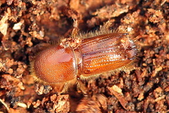 Ips sexdentatus