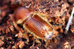 Ips sexdentatus