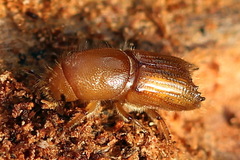 Ips sexdentatus