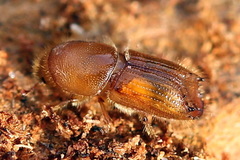 Ips sexdentatus