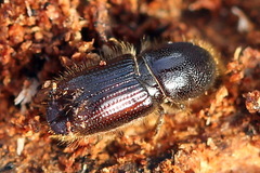 Ips sexdentatus
