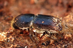 Ips sexdentatus