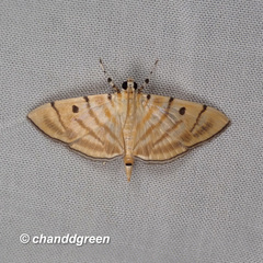 Notarcha tigrina