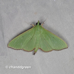 Parotis punctiferalis