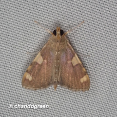 Rehimena phrynealis