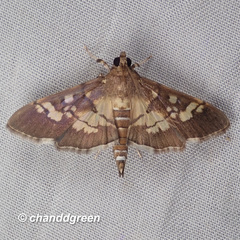 Uresiphita quinquigera