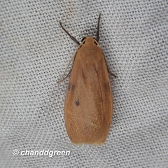 Paralithosia shaowuica