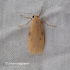 Paralithosia shaowuica