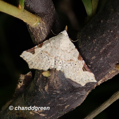 Prolophota trigonifera