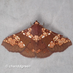 Saroba pustulifera
