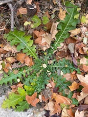 Asteraceae
