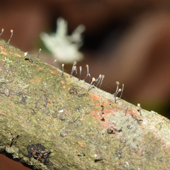 Chaenotheca brunneola