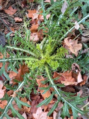 Asteraceae