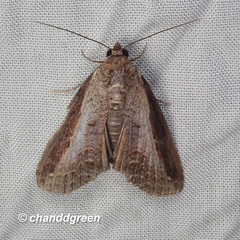 Lophoptera squammigera