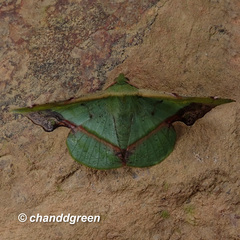 Fascellina plagiata