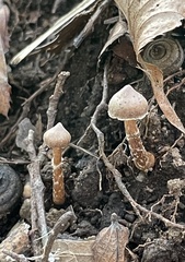 Cortinariaceae