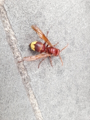 Vespa orientalis