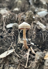 Cortinariaceae