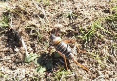 Lluciapomaresius stalii