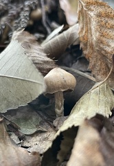 Cortinariaceae