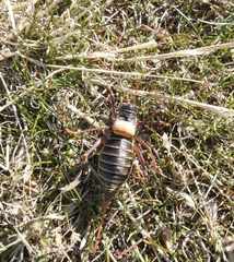 Lluciapomaresius stalii