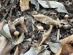 Cortinariaceae