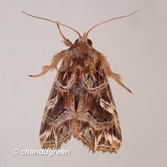 Callopistria exotica