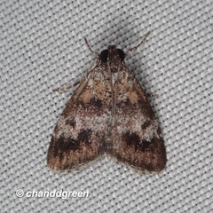 Salma ridiculalis