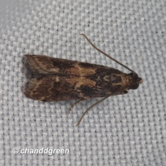 Mesciniadia infractalis