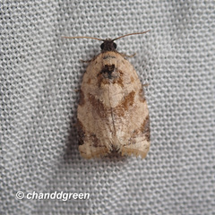 Neocalyptis liratana