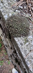 Syntrichia