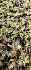 Syntrichia