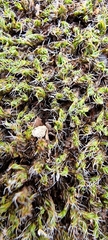 Syntrichia