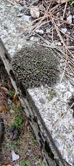 Syntrichia