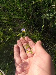 Viola hymettia