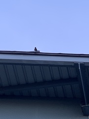 Acridotheres javanicus