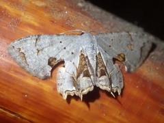 Dysaethria rubrililacina