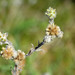 Cudweeds - Photo (c) Bas Kers, some rights reserved (CC BY-NC-SA)