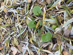 Magnoliopsida