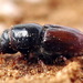 Birch Bark Beetle - Photo (c) Andrey Ponomarev, some rights reserved (CC BY-NC), uploaded by Andrey Ponomarev