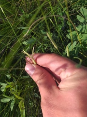 Dianthus leptopetalus