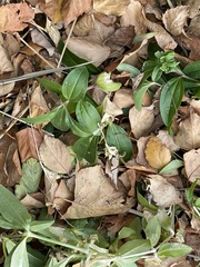 Magnoliopsida