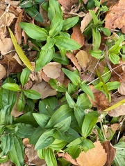 Magnoliopsida
