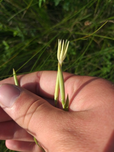Dianthus leptopetalus, photograph 2