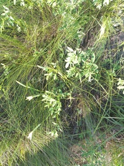 Dianthus leptopetalus