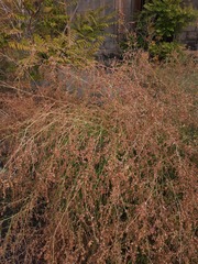 Rumex sagittatus