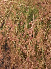 Rumex sagittatus